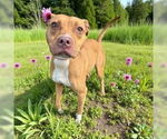 Small #2 American Pit Bull Terrier