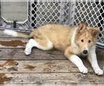 Small Photo #2 Collie Puppy For Sale in WILMINGTON, NC, USA