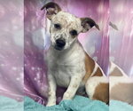 Small Photo #2 Mutt Puppy For Sale in Lakewood, CO, USA