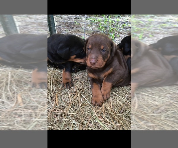 Medium Photo #2 Doberman Pinscher Puppy For Sale in LIVINGSTON, LA, USA