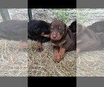 Litter of 9 - Male(s) and Female(s) Doberman PinscherLitter of Puppies for Sale - Photo #2