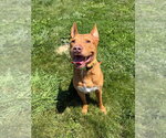 Small #1 American Staffordshire Terrier Mix
