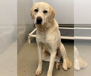 Great Pyrenees Dogs for adoption in Fayetteville, NC, USA