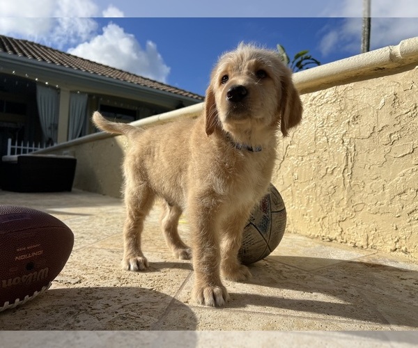 Medium Photo #6 Labradoodle Puppy For Sale in FORT LAUDERDALE, FL, USA