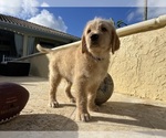 Small #5 Labradoodle