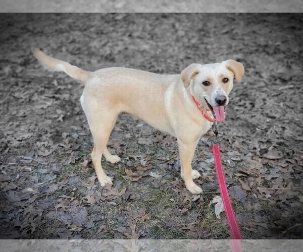 Medium Photo #17 Labrador Retriever-Unknown Mix Puppy For Sale in Plymouth, MN, USA
