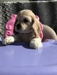 Small Photo #6 Cocker Spaniel Puppy For Sale in LAKELAND, FL, USA