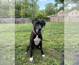 Father of the Great Dane-Sheepadoodle Mix puppies born on 02/28/2026