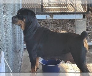Mother of the Rottweiler puppies born on 04/02/2024