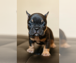 Small Photo #14 French Bulldog Puppy For Sale in ATLANTA, GA, USA
