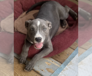 Rosey. Urgently needs Foster or Adopter - Female American Staffordshire Terrier-Retriever  Mix Dog for Adoption - Photo #2