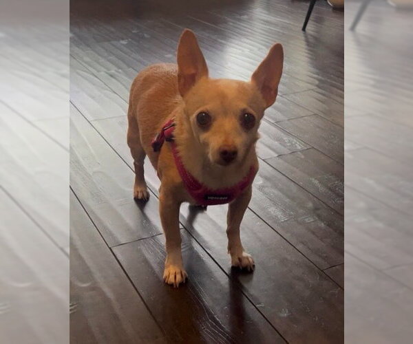 Medium Photo #3 Chihuahua-Unknown Mix Puppy For Sale in San Diego, CA, USA
