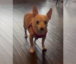 Small #2 Chihuahua Mix