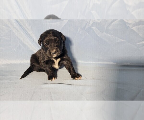 Medium Photo #72 Golden Mountain Dog Puppy For Sale in BLACK FOREST, CO, USA