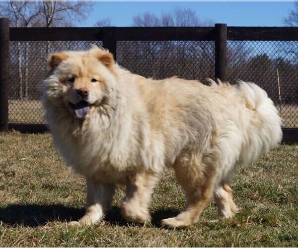 Medium Photo #6 Chow Chow Puppy For Sale in NAPPANEE, IN, USA
