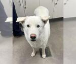 DOG - Male Akita-Alaskan Malamute Mix Dog for Adoption - Small photo