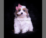 Puppy Rainbow Dash Cavapoo (Miniature)