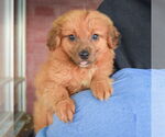 Small #3 Australian Shepherd Mix