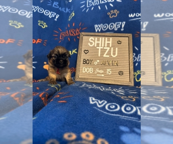 Medium Photo #3 Shih Tzu Puppy For Sale in NEW YORK MILLS, MN, USA