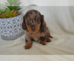 Puppy Sage Dachshund