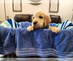 Puppy Male B3 Golden Retriever