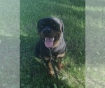Small Photo #1 Rottweiler Puppy For Sale in REMER, MN, USA