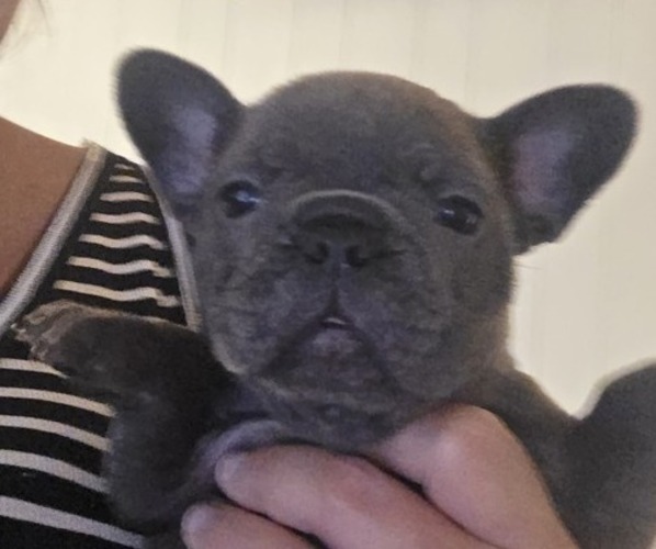 Medium Photo #1 French Bulldog Puppy For Sale in DUNNVILLE, KY, USA