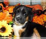 Small Photo #5 Raggle Puppy For Sale in HAMMOND, IN, USA