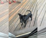 Small #3 American Staffordshire Terrier