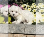 Small #1 Coton de Tulear