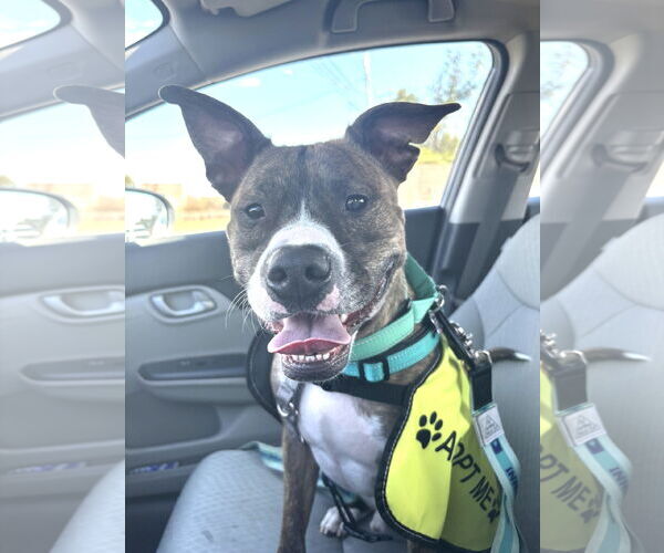 Medium Photo #3 Mutt Puppy For Sale in Rockville, MD, USA