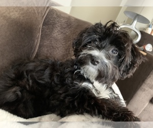 Unknown-YorkiePoo Mix Puppy for sale in BOWLING GREEN, KY, USA