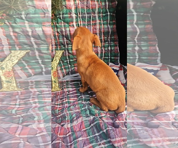 Medium Photo #12 Dachshund-Vizsla Mix Puppy For Sale in Wakefield, RI, USA