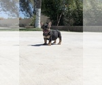 Small Photo #1 French Bulldog Puppy For Sale in BLOOMINGTON, CA, USA