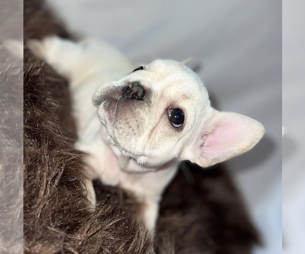 Medium Photo #6 French Bulldog Puppy For Sale in PISCATAWAY, NJ, USA