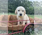 Small Photo #10 Labrador Retriever Puppy For Sale in NEOLA, WV, USA