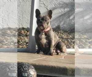Mother of the French Bulldog puppies born on 12/05/2022
