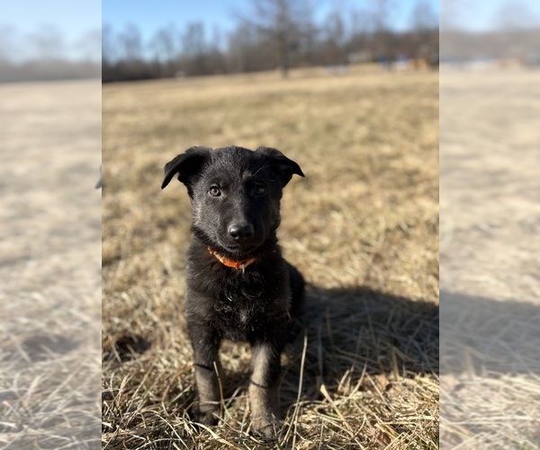 Medium Photo #1 German Shepherd Dog Puppy For Sale in SUMPTER TWP, MI, USA