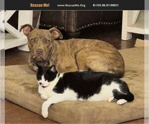 American Pit Bull Terrier-Catahoula Leopard Dog Mix Dogs for adoption in Benton, PA, USA