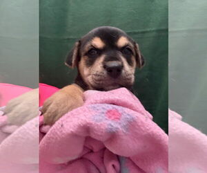 Labrador Retriever-Unknown Mix Dogs for adoption in The Woodlands, TX, USA