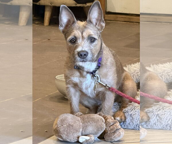 Medium Photo #7 Mutt Puppy For Sale in Sandy, UT, USA