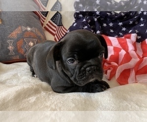 French Bulldog Puppy for sale in JOHNS ISLAND, SC, USA