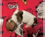 Small #4 Dachshund