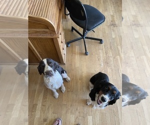 English Springer Spaniel Puppy for sale in MEADOW VISTA, CA, USA