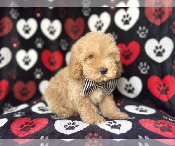 Medium Photo #6 Cock-A-Poo Puppy For Sale in LAKELAND, FL, USA