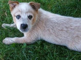Australian Cattle Dog Puppy for sale in LEBANON, OR, USA