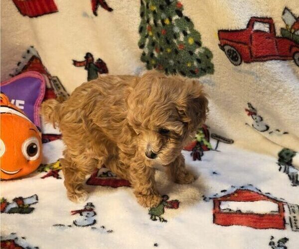 Medium Photo #2 Poodle (Toy) Puppy For Sale in DENVER, CO, USA