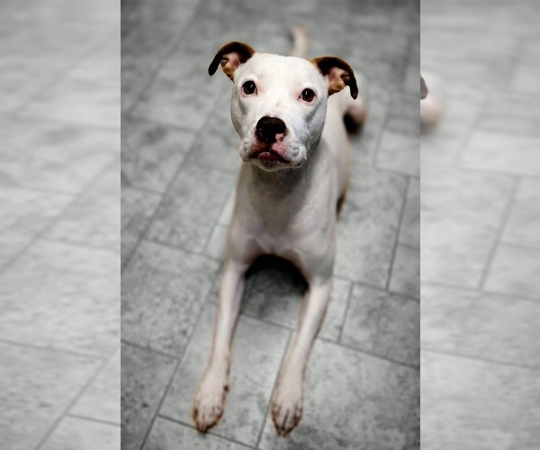 Medium Photo #3 American Pit Bull Terrier-Unknown Mix Puppy For Sale in Germantown, OH, USA