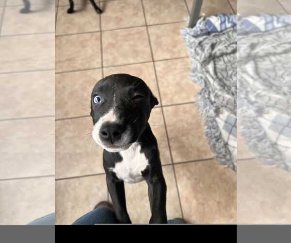 Medium Photo #3 American Staffordshire Terrier-Unknown Mix Puppy For Sale in Tracy City, TN, USA