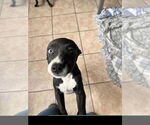 Small #2 American Staffordshire Terrier Mix